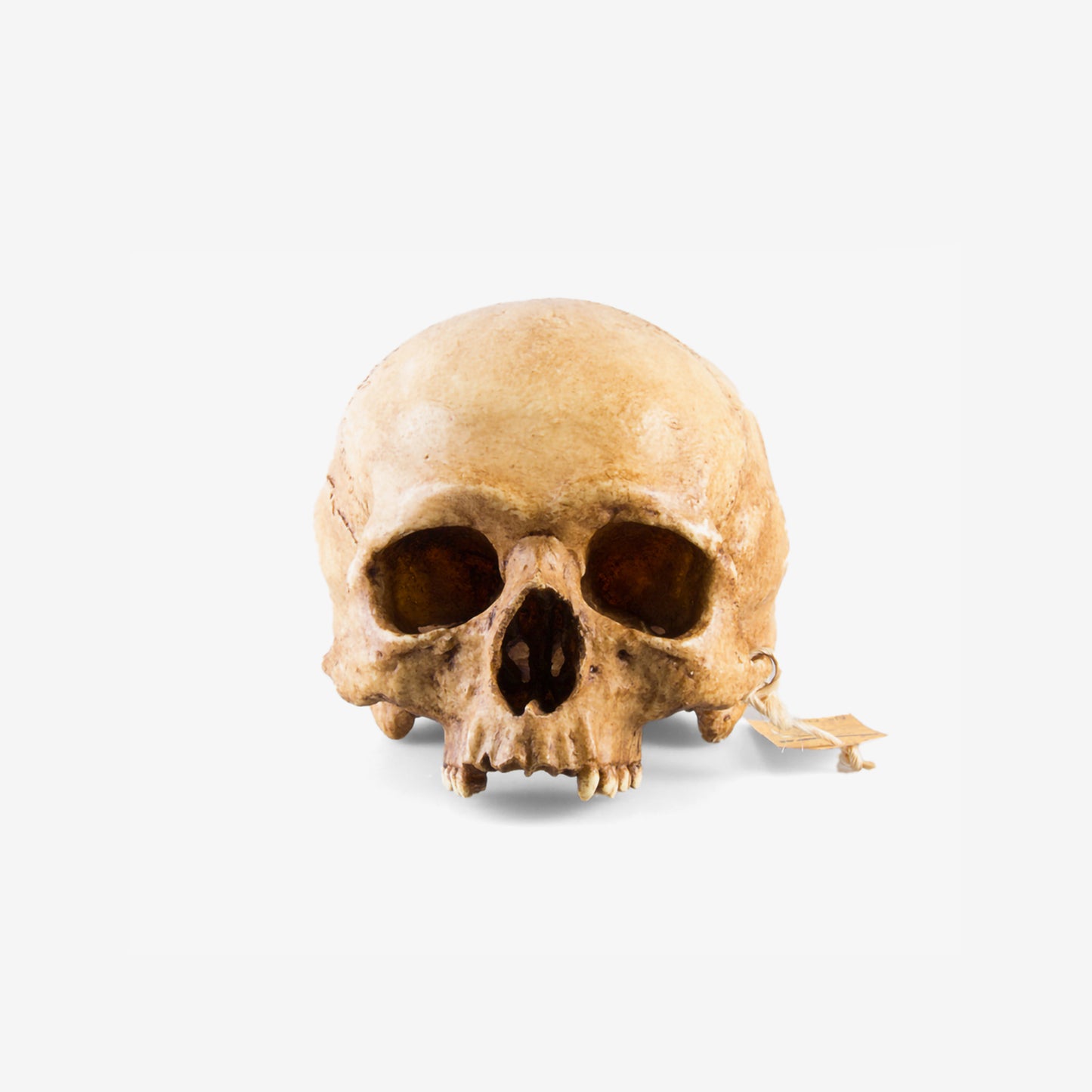 Skull - 1555-001-001
