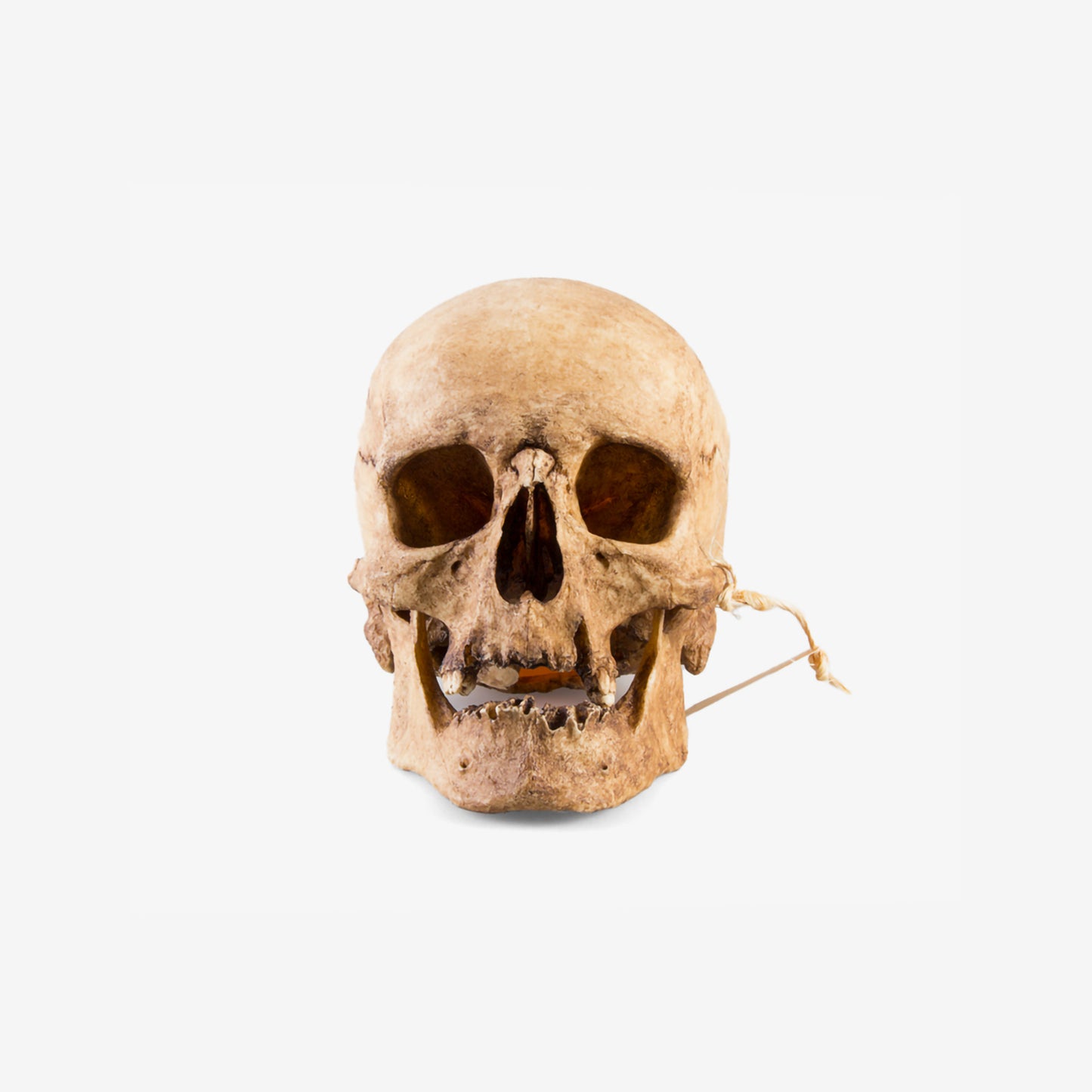 Men Skull - 1555-005-001
