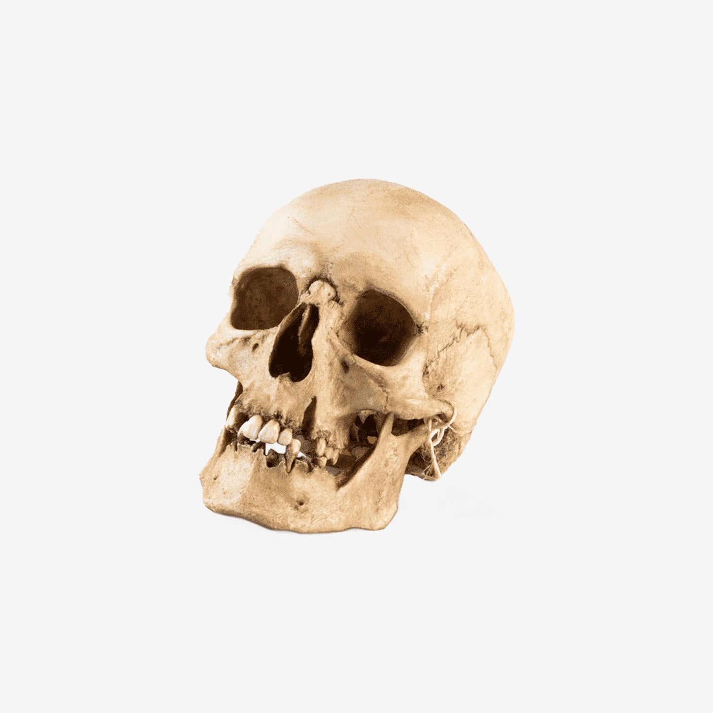 Woman Skull - 1555-006-001