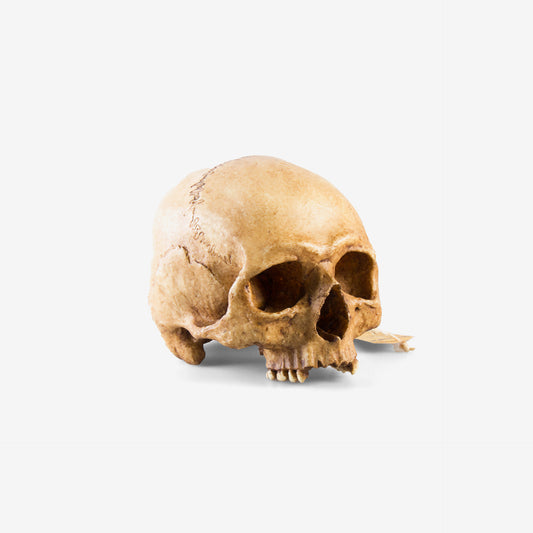Skull - 1555-001-001