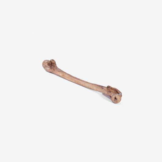 Femur - 1555-003-001
