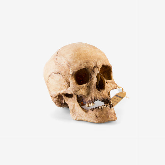Men Skull - 1555-005-001