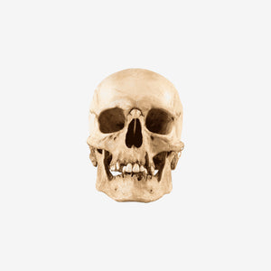 Woman Skull - 1555-006-001