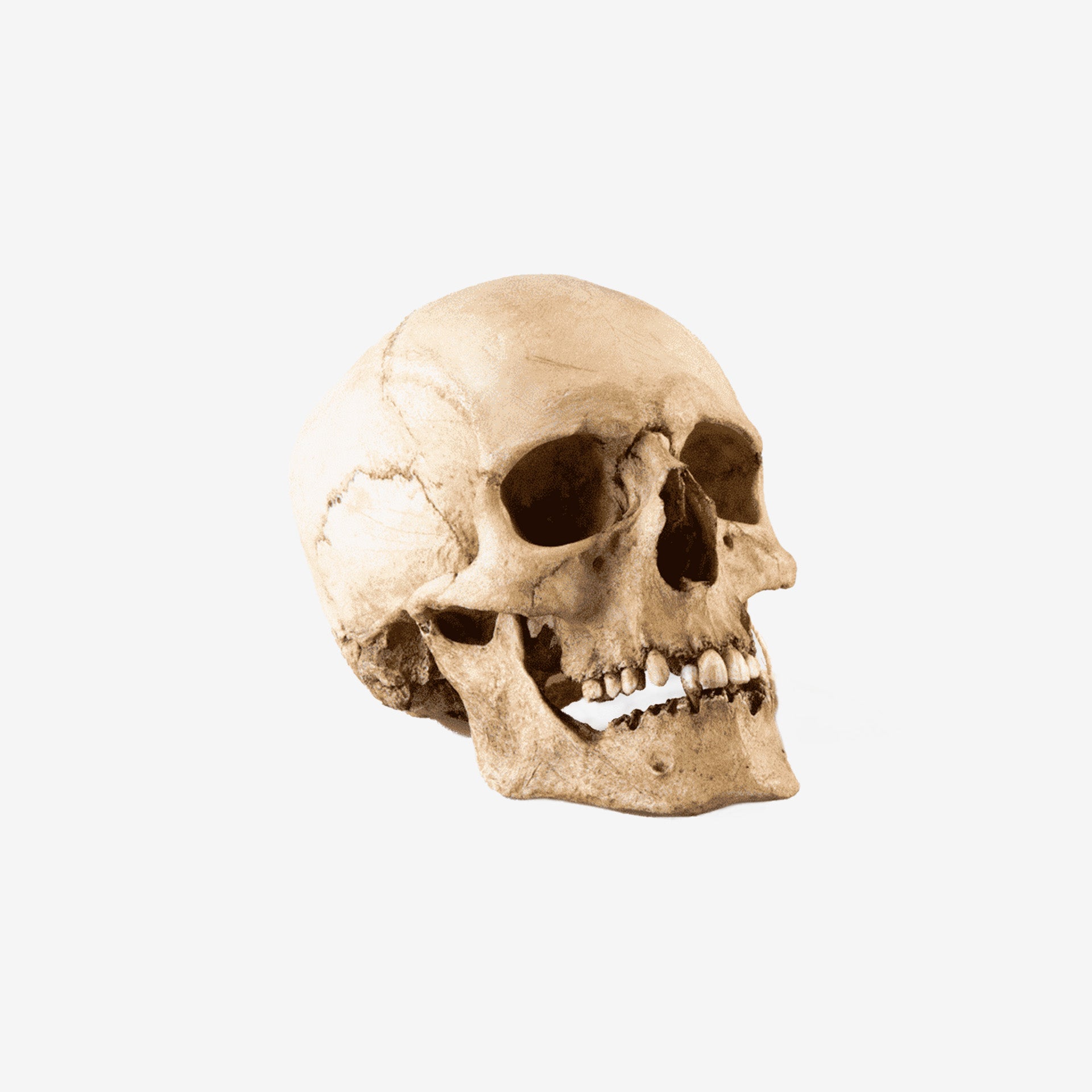 Woman Skull - 1555-006-001